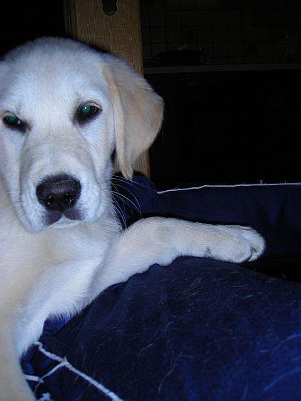 Ines