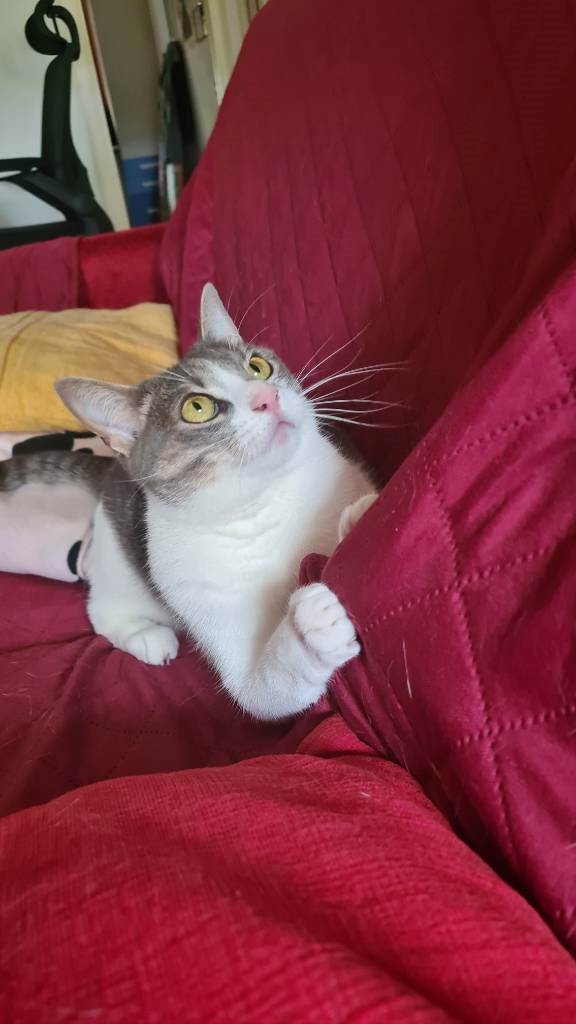 Sara