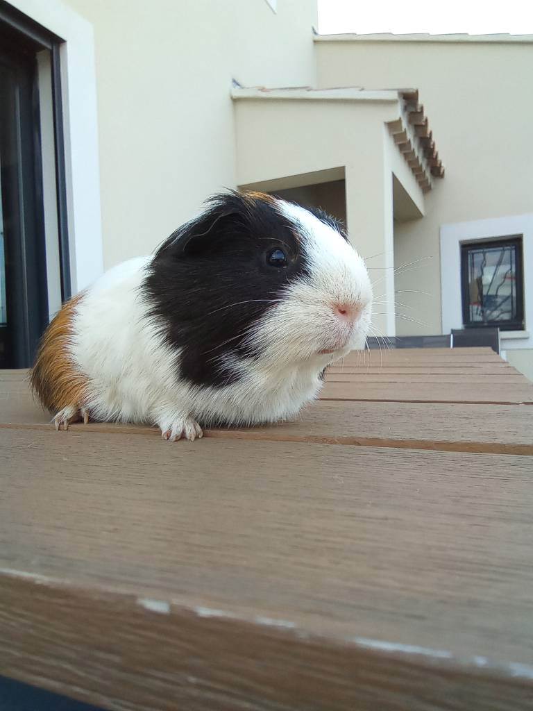 Céline